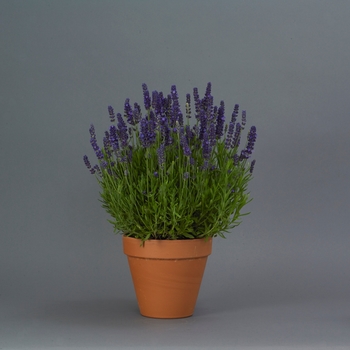 Lavandula angustifolia 'Blue Spear' (126253)