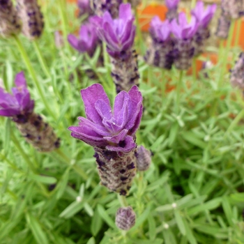 Lavandula stoechas 'Anouk Double' (126255)