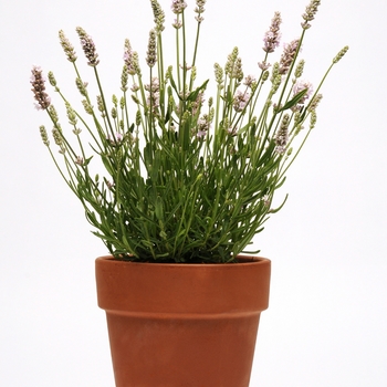 Lavandula angustifolia Ellagance 'Pink' (126258)