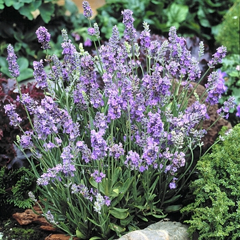 Lavandula angustifolia Ellagance 'Sky' (126263)