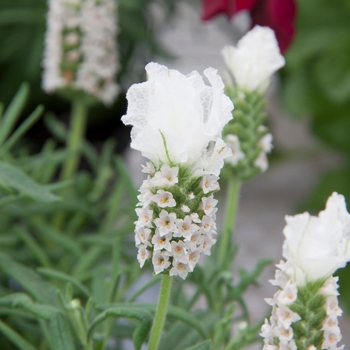 Lavandula stoechas LaVela™ 'Compact White' (126270)