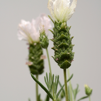 Lavandula stoechas LaVela™ 'Compact White' (126271)