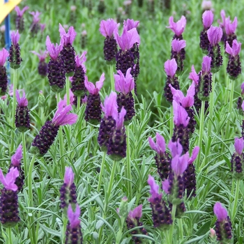 Lavandula stoechas LaVela™ 'Compact Dark Violet' (126272)