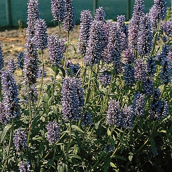 Nepeta nervosa 'Blue Moon' (126304)