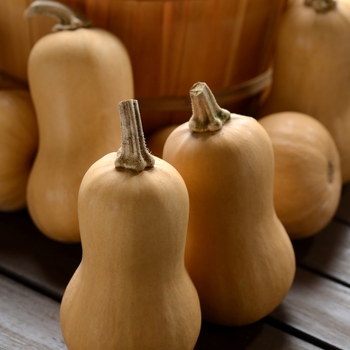 Cucurbita moschata 'Butterbaby' (126411)