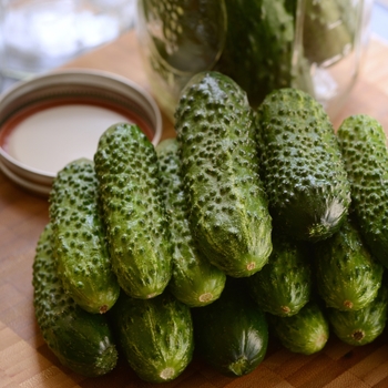 Cucumis sativus 'Gherking' (126558)