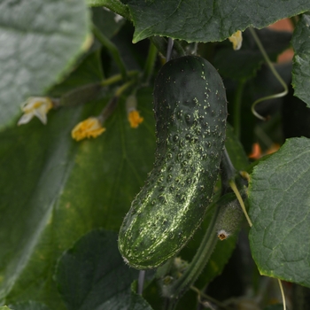 Cucumis sativus 'Gherking' (126560)