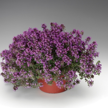 Thymus praecox 'Coccineus' (126727)