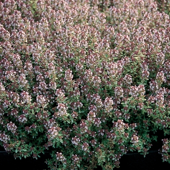 Thymus x citriodorus 'Silver Queen' (126734)