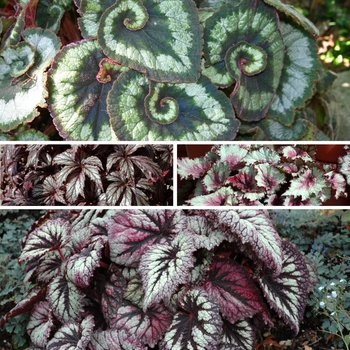 Begonia rex-cultorum 'Multiple Varieties' (126740)