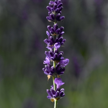 Lavandula angustifolia 'Hidcote' (126883)