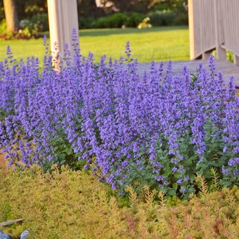 Nepeta x faassenii 'Cat's Meow' (126910)