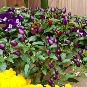 Capsicum annuum 'Loco' (126977)