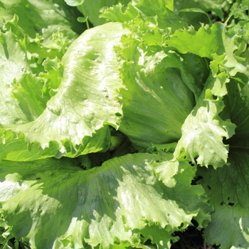 Lactuca sativa 'Great Lakes' 