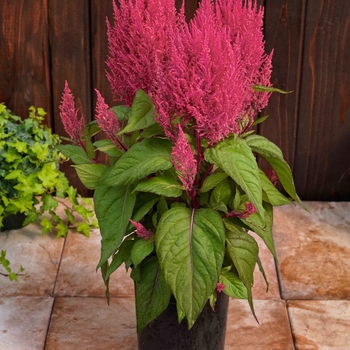 Celosia argentea 'Century Pink' (127349)