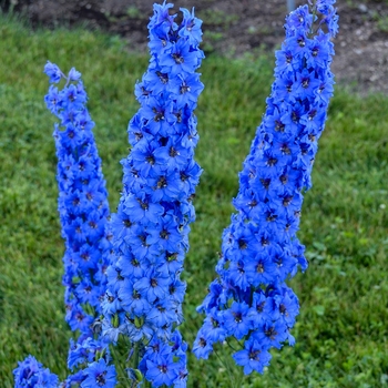 Delphinium elatum 'Million Dollar Blue' (127351)