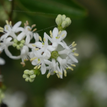 Heptacodium miconioides 'Temple of Bloom®' (127412)