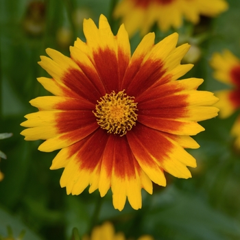 Coreopsis UpTick™ 'Gold & Bronze' (127413)