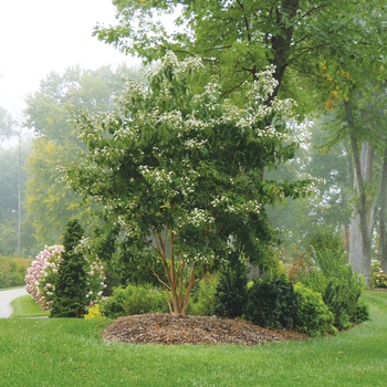 Heptacodium miconioides 'Temple of Bloom®' (127414)