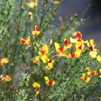 Cytisus scoparius 'Sister Disco®' (127437)