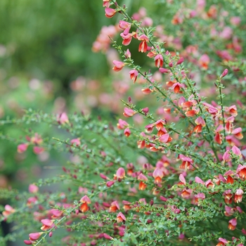 Cytisus scoparius 'Sister Rosie®' (127438)