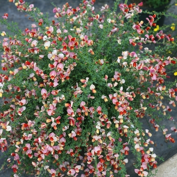 Cytisus scoparius 'Sister Rosie®' (127440)