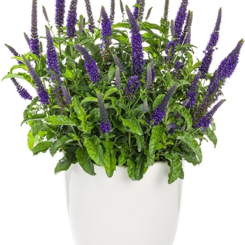 Veronica Magic Show® 'Enchanted Indigo' (127470)