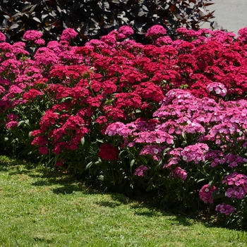 Dianthus Jolt™ 'Pink Magic' (127695)