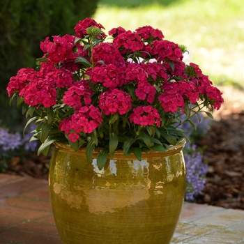 Dianthus Jolt™ 'Cherry' (127697)