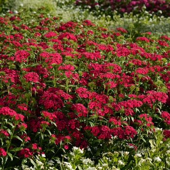 Dianthus Jolt™ 'Cherry' (127698)