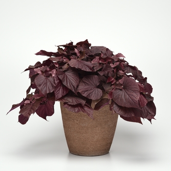 Ipomoea batatas SolarPower™ 'Red Heart' (127705)