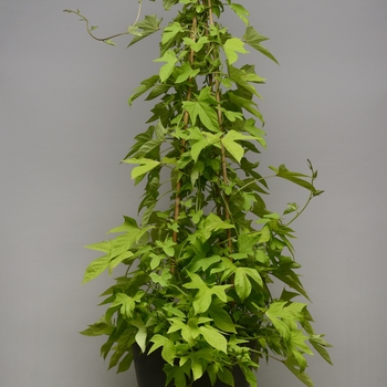 Ipomoea batatas SolarTower™ 'Lime' (127710)