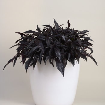 Ipomoea batatas Spotlight™ 'Black' (127753)