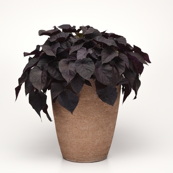 Ipomoea batatas Spotlight™ 'Black Heart' (127756)