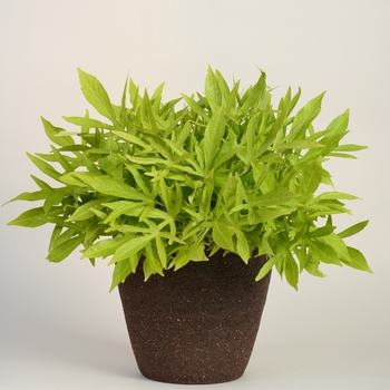 Ipomoea batatas Spotlight™ 'Lime' (127758)