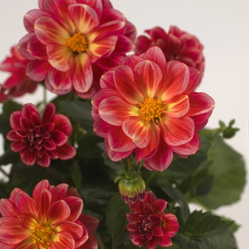 Dahlia Dahlietta® 'Alexia' (127775)