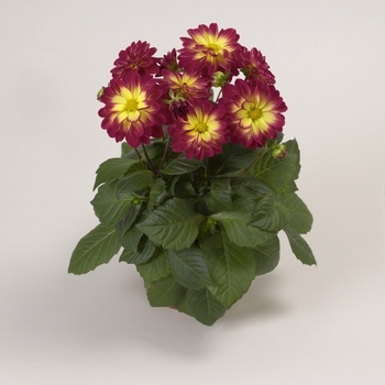 Dahlia Dahlietta® 'Marissa' (127791)