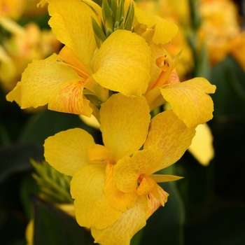 Canna x generalis Cannova® 'Yellow' (127806)