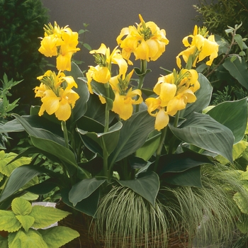 Canna x generalis Cannova® 'Yellow' (127807)