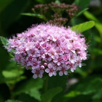 Spiraea betulifolia 'Pink Sparkler™' (127864)