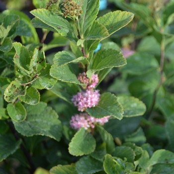 Spiraea betulifolia 'Pink Sparkler™' (127866)