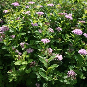 Spiraea betulifolia 'Pink Sparkler™' (127867)