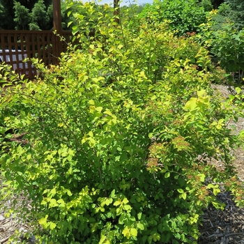 Spiraea x vanhouttei 'Firegold®' (127868)