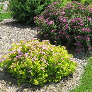 Spiraea 'Sundrop™' (127869)