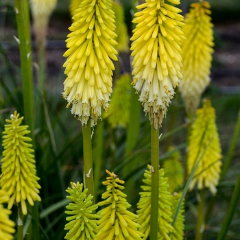 Kniphofia Pyromania™ 'Flashpoint' (127872)