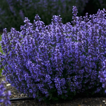 Nepeta 'Cat's Pajamas' (127958)