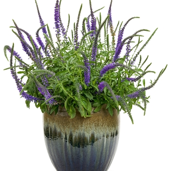 Veronica Magic Show® 'Hocus Pocus' (127999)