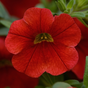 Calibrachoa Conga™ 'Red Improved' (128017)