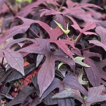 Ipomoea batatas 'Blackie' (128029)