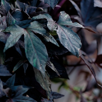 Ipomoea batatas 'Blackie' (128032)